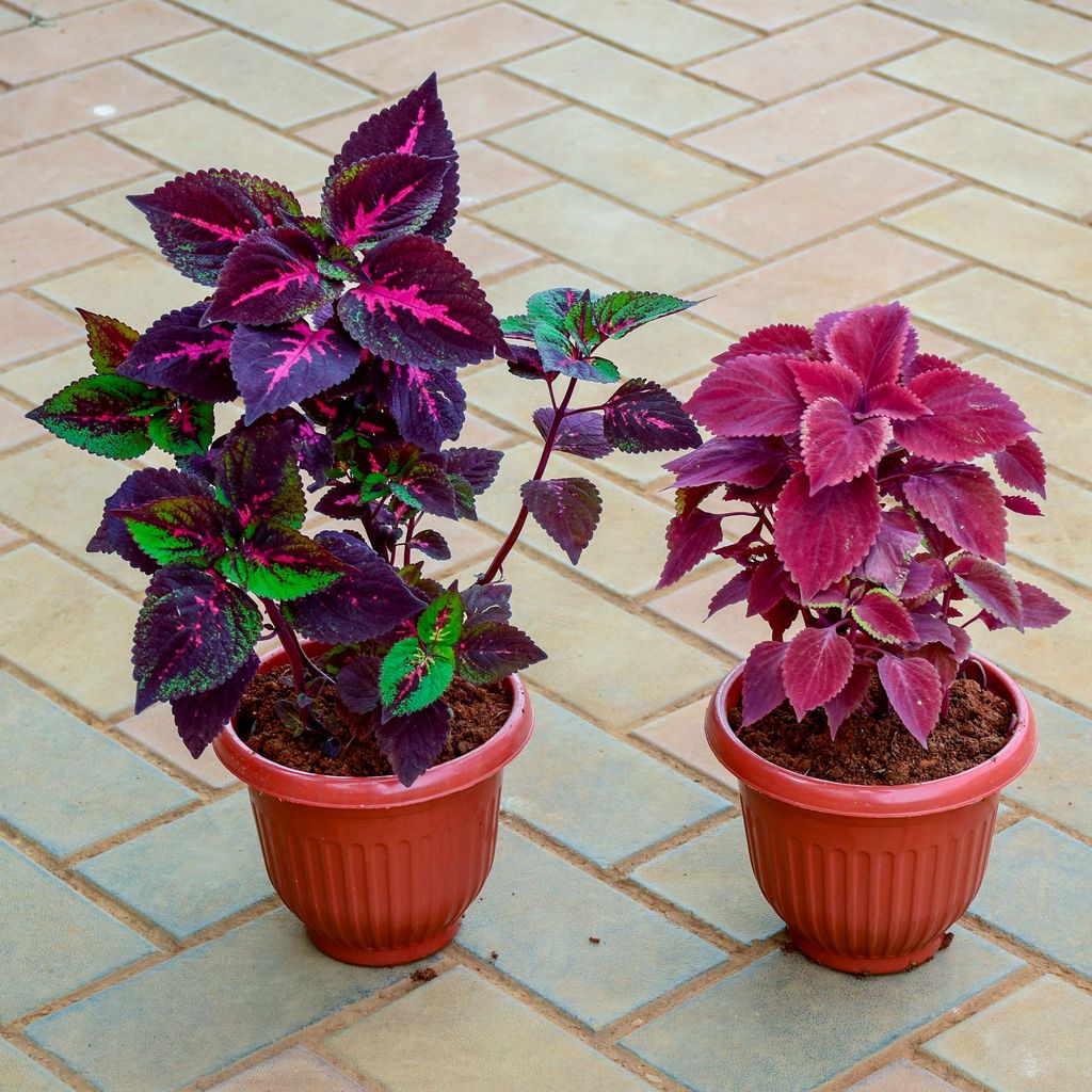 ATUL1125 - Set of 2 - Coleus Red Variegated Pink (~ 1 Ft) in 7 Inch Terracotta Red Olive Plastic Pot