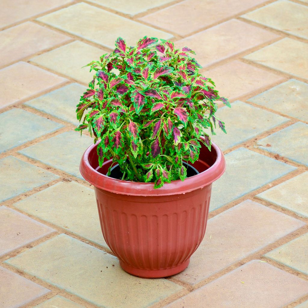 ATUL1179 - Coleus Small Leaf (~ 1 Ft) in 7 Inch Terracotta Red Olive Plastic Pot