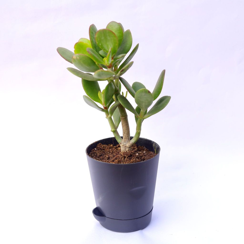 ATUL1003 - Crassula Ovata Succulent in 4 Inch Black Florence Self Watering Pot