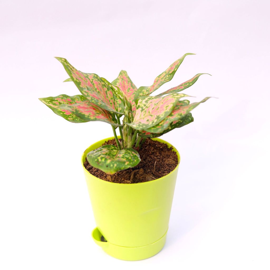 ATUL1016 - Aglaonema Pink in 4 Inch Green Florence Self Watering Pot