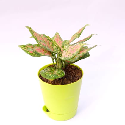 Buy Aglaonema Pink Dalmation in 4 Inch Green Florence Self Watering Pot Online | Urvann.com