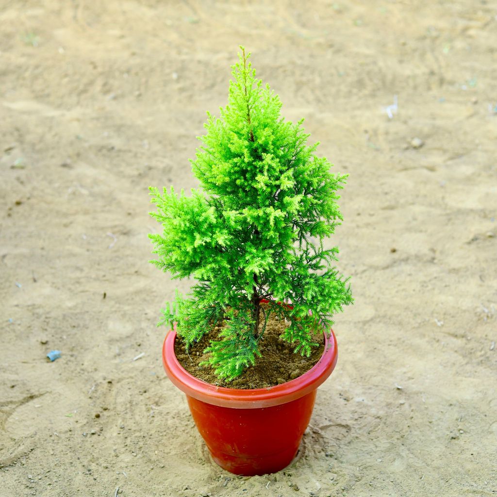 ATUL1041 - Cypress Golden (~ 2 Ft) in 12 Inch Terracotta Red Classy Plastic Pot