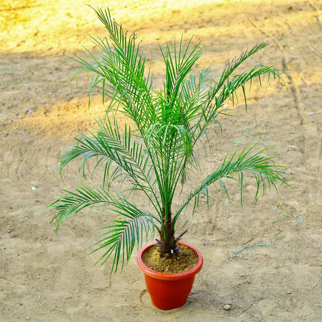 ATUL1048 - Phoenix Palm (~ 3 Ft) in 12 Inch Terracotta Red Classy Plastic Pot