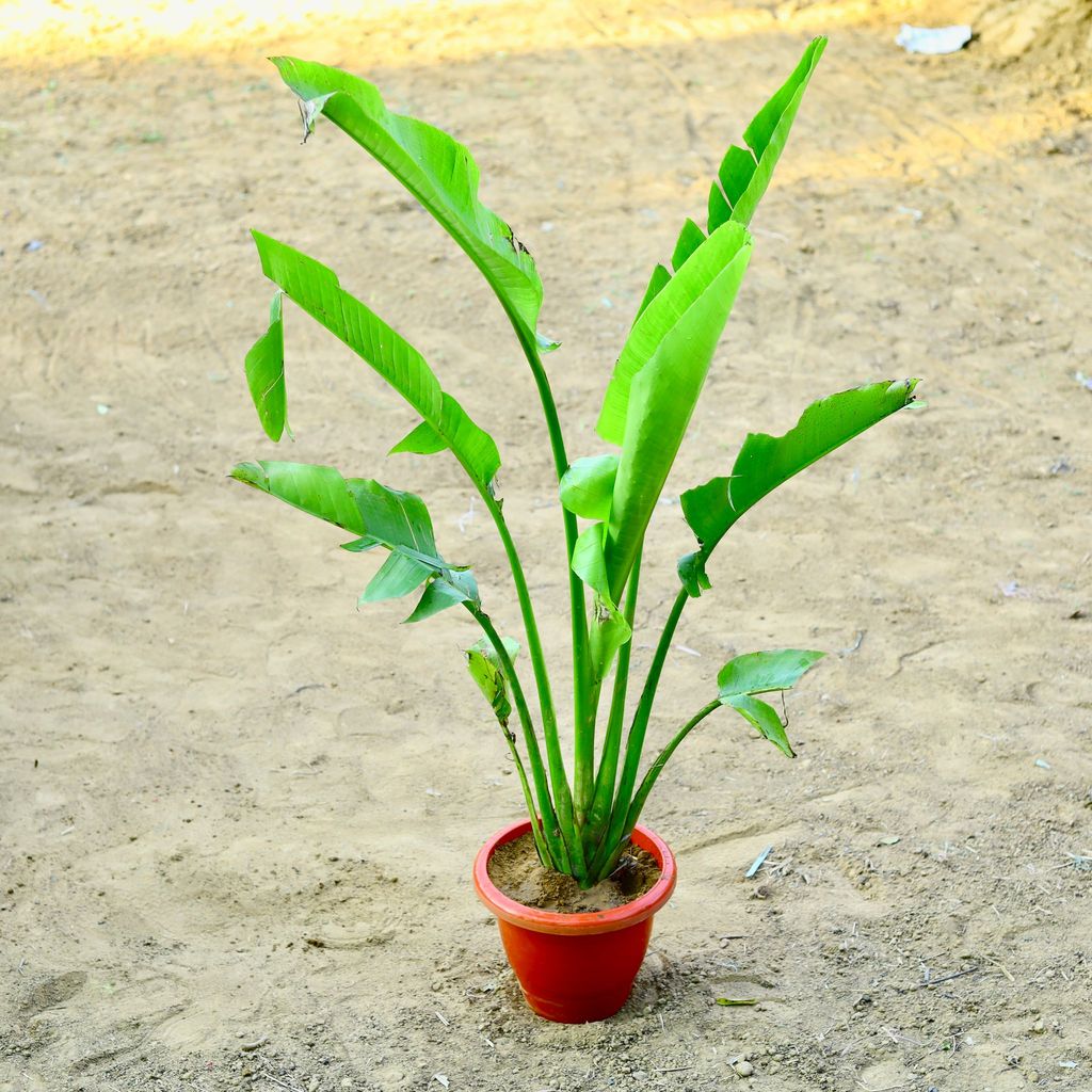 ATUL1056 - Traveller palm (~ 4 Ft) in 12 Inch Terracotta Red Classy Plastic Pot