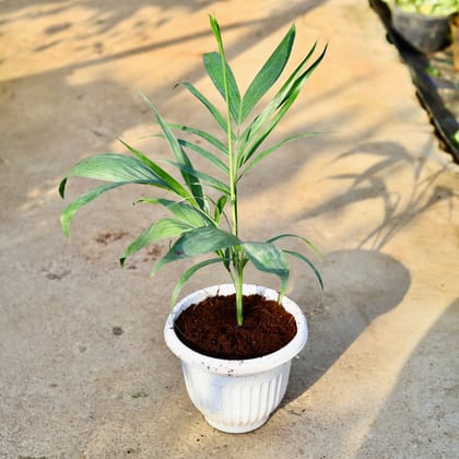 Buy Cane Palm in 8 Inch White Premium Orchid Round Plastic Pot Online | Urvann.com