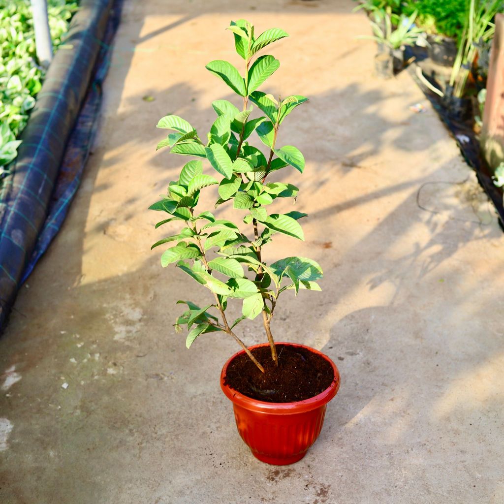 ATUL1081 - Amrood / Guava Red Taiwan in 10 Inch Terracotta Red Olive Plastic Pot