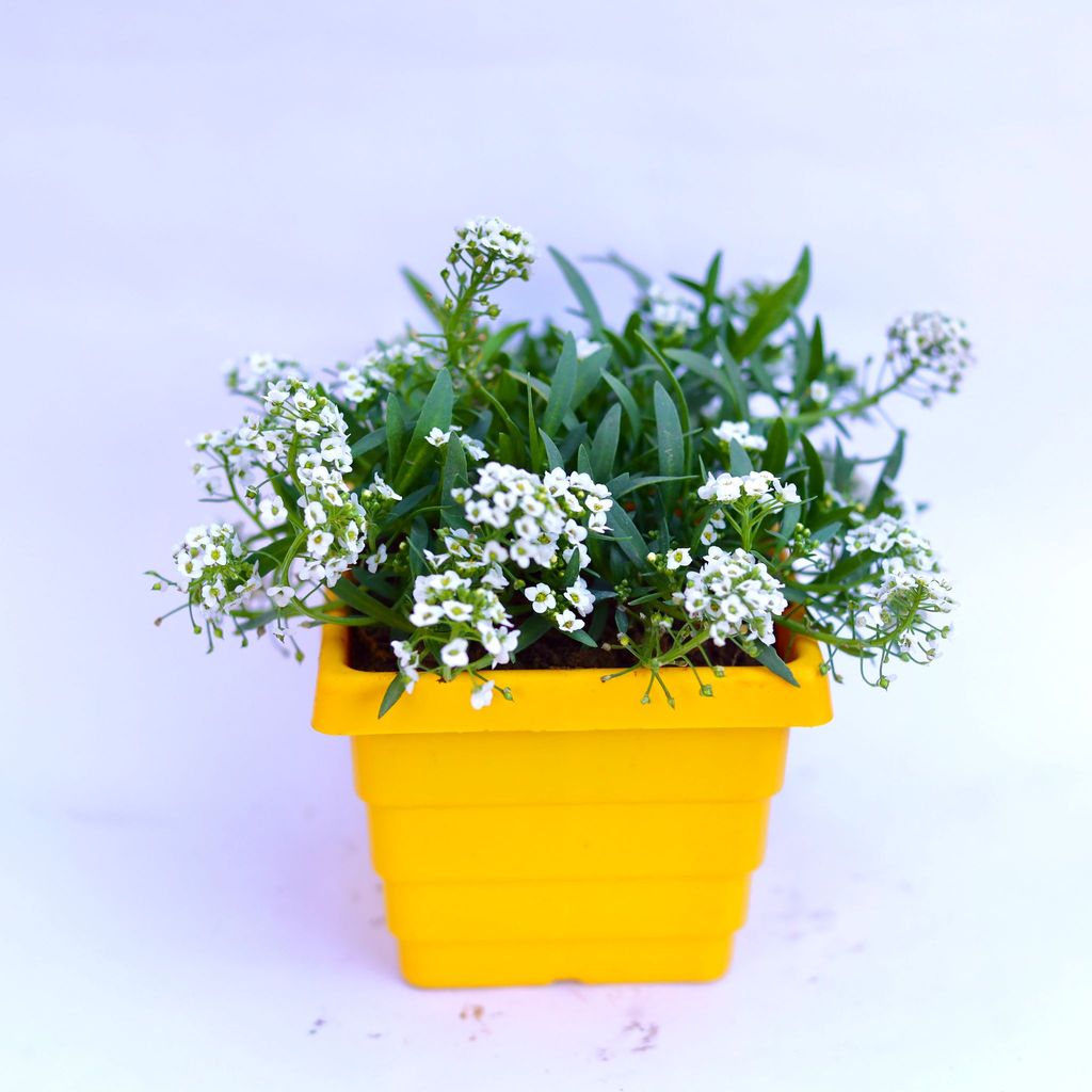 ATUL5912 - Alyssum White in 4 Inch Yellow Premium Orchid Square Plastic Pot