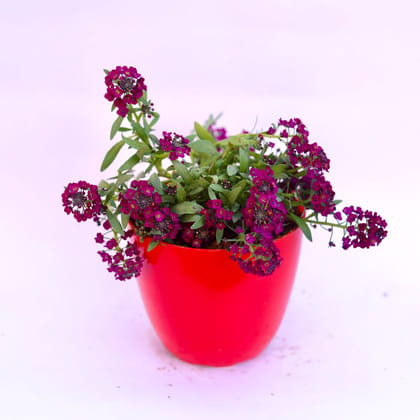 Buy Alyssum Purple in 6 Inch Red Premium Orchid Round Plastic Pot Online | Urvann.com