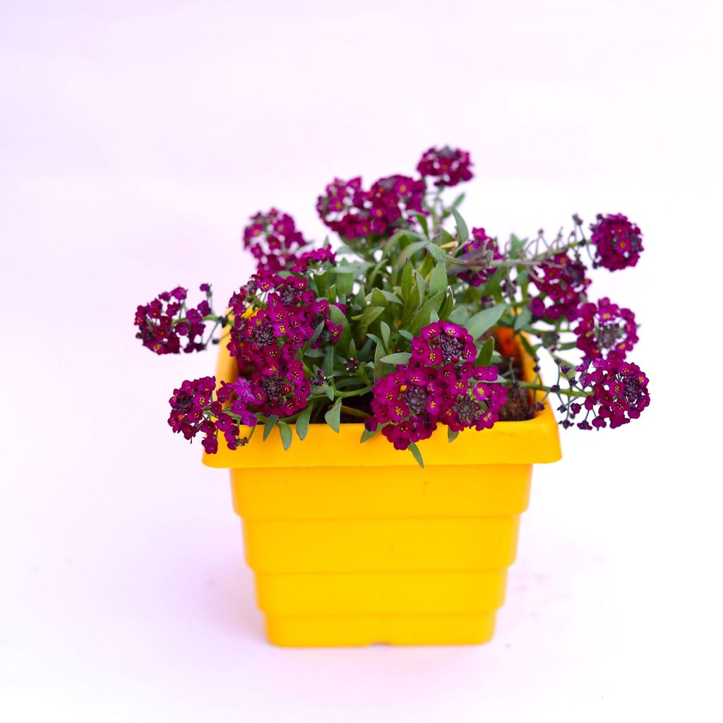 ATUL5915 - Alyssum Purple in 4 Inch Yellow Premium Orchid Square Plastic Pot