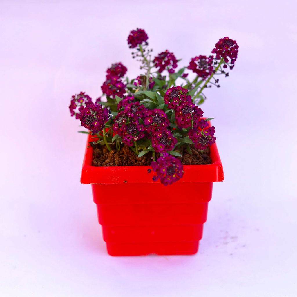 ATUL5916 - Alyssum Purple in 4 Inch Red Premium Orchid Square Plastic Pot