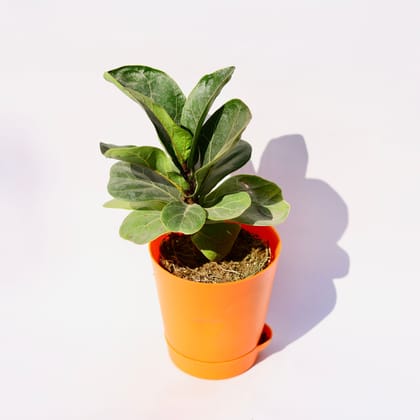 Buy Fiddle Leaf Fig / Ficus Lyrata in 4 Inch Orange Florence Self Watering Pot Online | Urvann.com