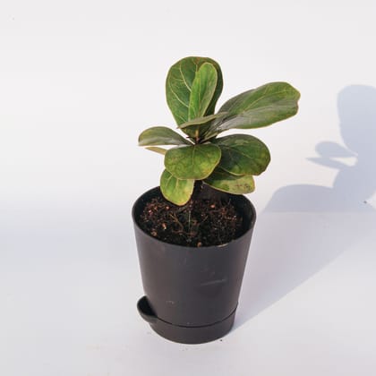 ATUL5926 - Fiddle Leaf Fig / Ficus Lyrata in 4 Inch Florence Self Watering Pot