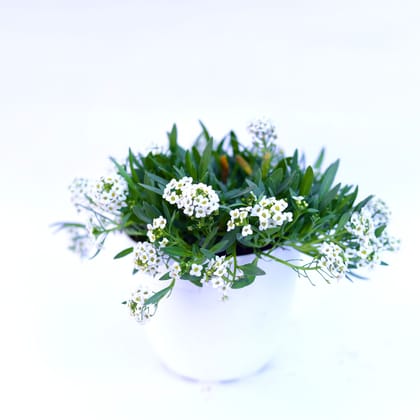 Buy Alyssum White in 6 Inch White Premium Orchid Round Plastic Pot Online | Urvann.com