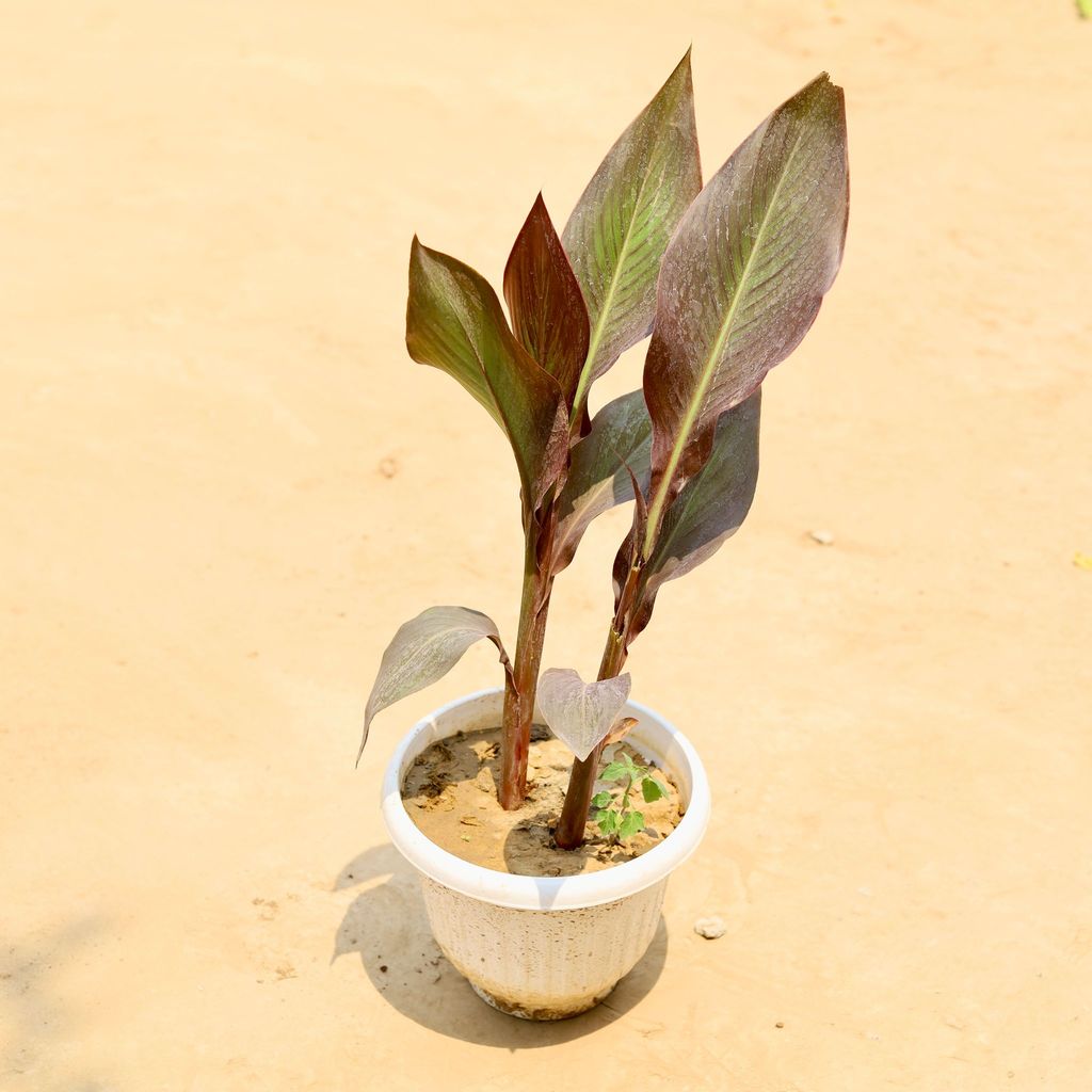 ATUL3946 - Canna Red Leaf in 8 Inch White Olive Plastic Pot