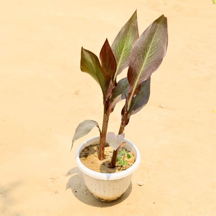 Buy Canna Red Leaf In 8 Inch White Premium Olive Plastic Pot Online | Urvann.com