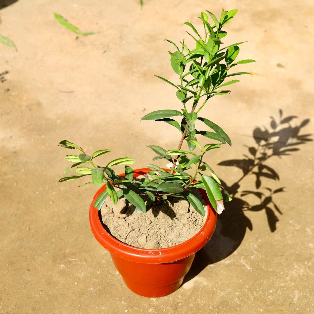 ATUL4949 - All Spice Plant in 10 Inch Classy Red Plastic Pot