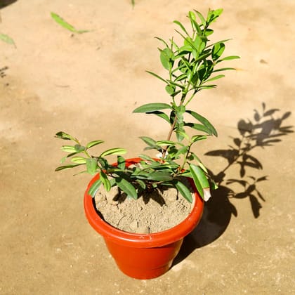 Buy All Spice Plant in 10 Inch Classy Red Plastic Pot Online | Urvann.com