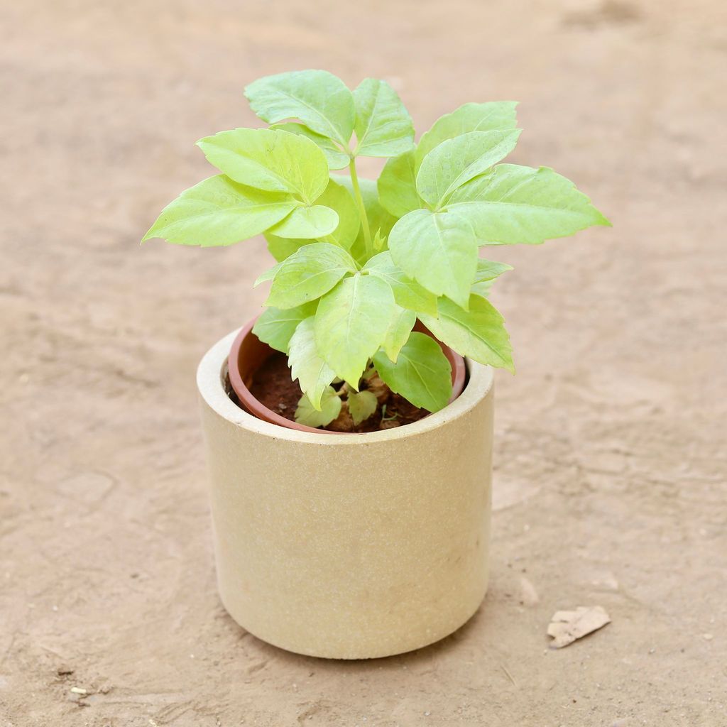 ATUL3978 - Golden Brassia Big Leaf in 6 Inch Classy Beige Cylindrical Fiberglass Pot