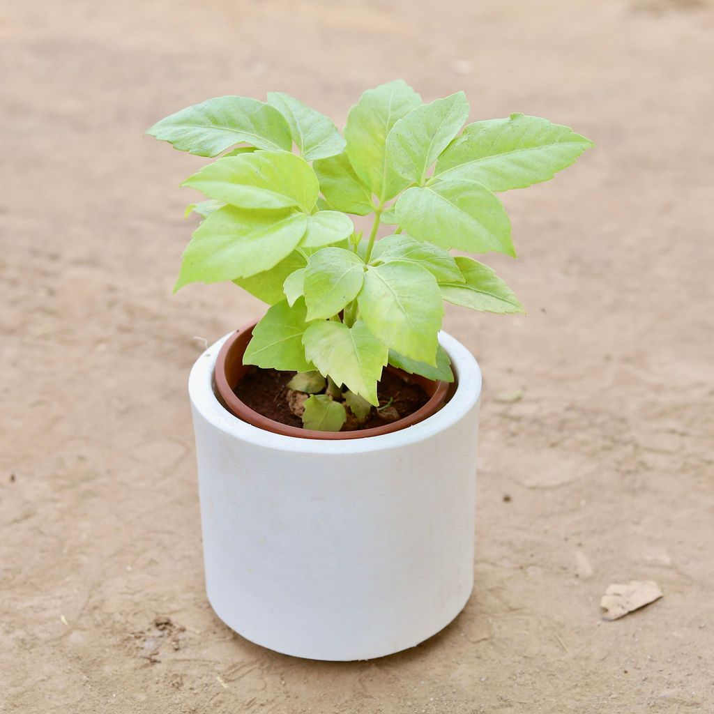 ATUL3979 - Golden Brassia Big Leaf in 6 Inch Classy White Cylindrical Fiberglass Pot