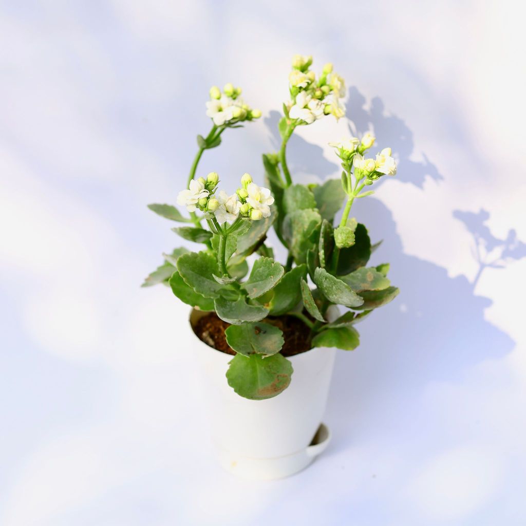 ATUL4982 - Kalanchoe Hybrid (Any color) in 4 Inch White Florence Self Watering Pot