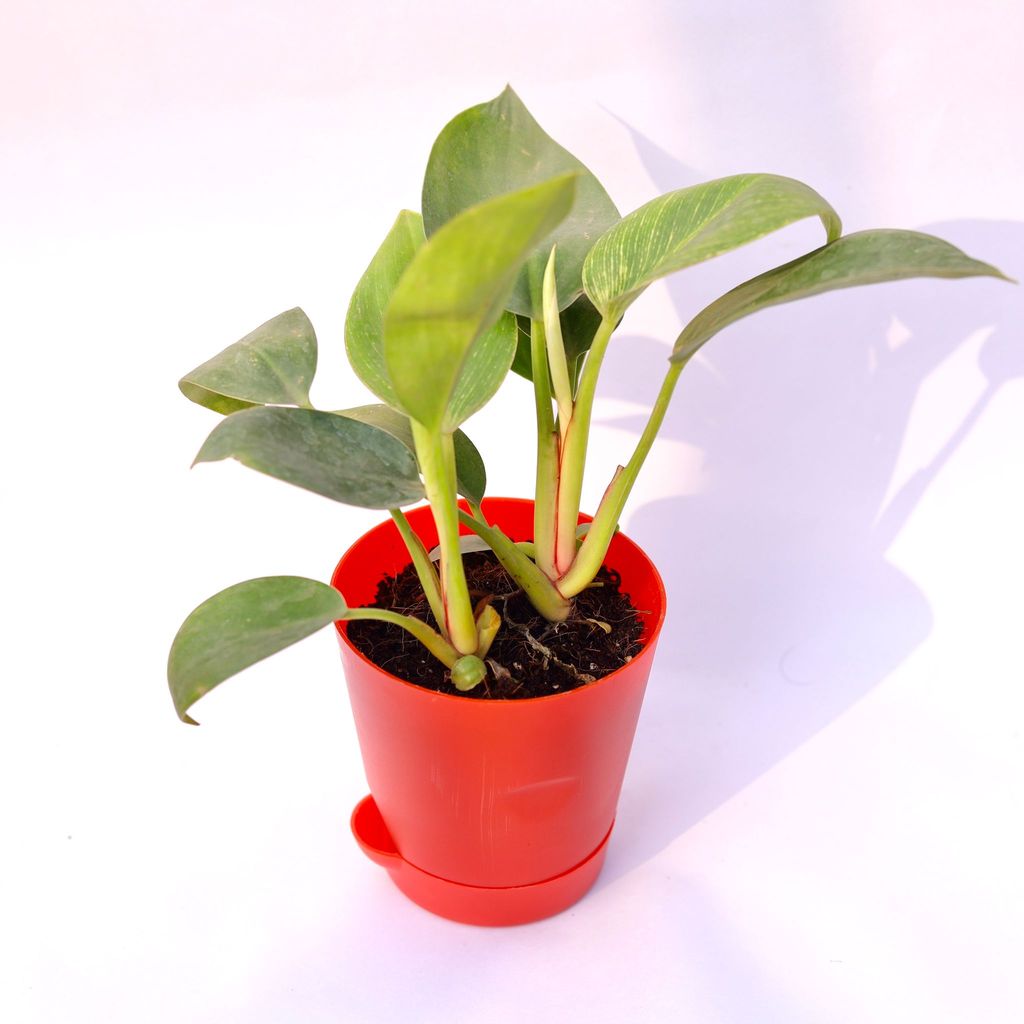 ATUL5985 - Philodendron Birkin in 4 Inch Red Florence Self Watering Pot