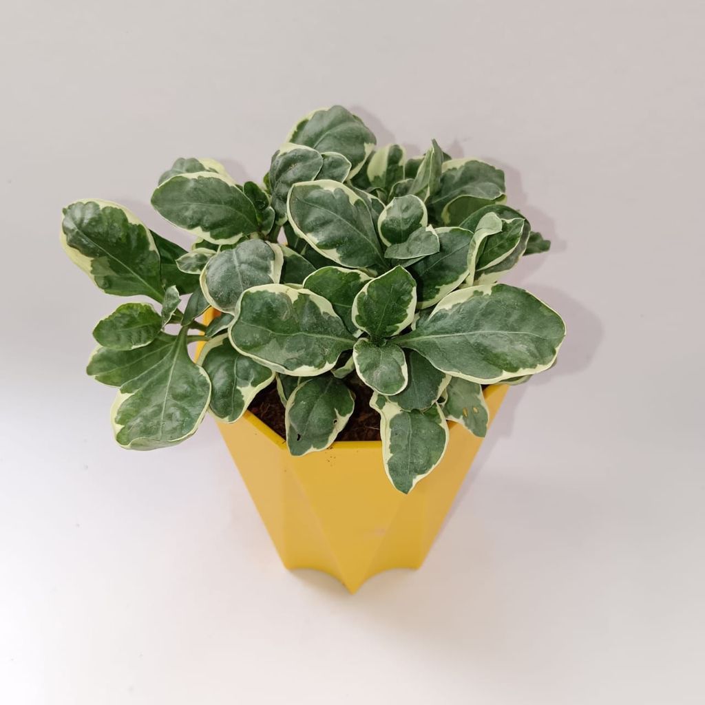 ATUL3850 - Alternanthera Variegated in 4 Inch Yellow Premium Diamanti Plastic Pot