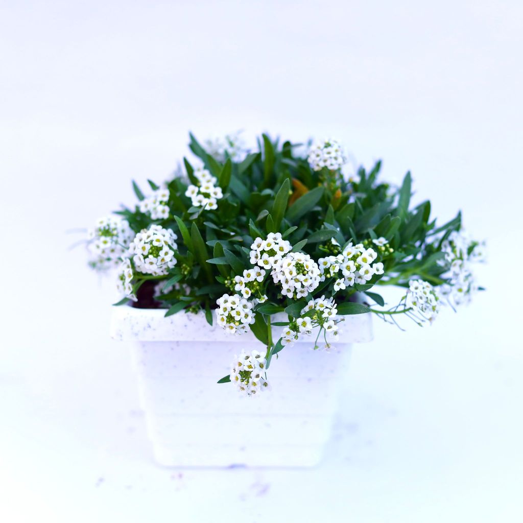 ATUL5852 - Alyssum White in 4 Inch White Marble Premium Orchid Square Plastic Pot