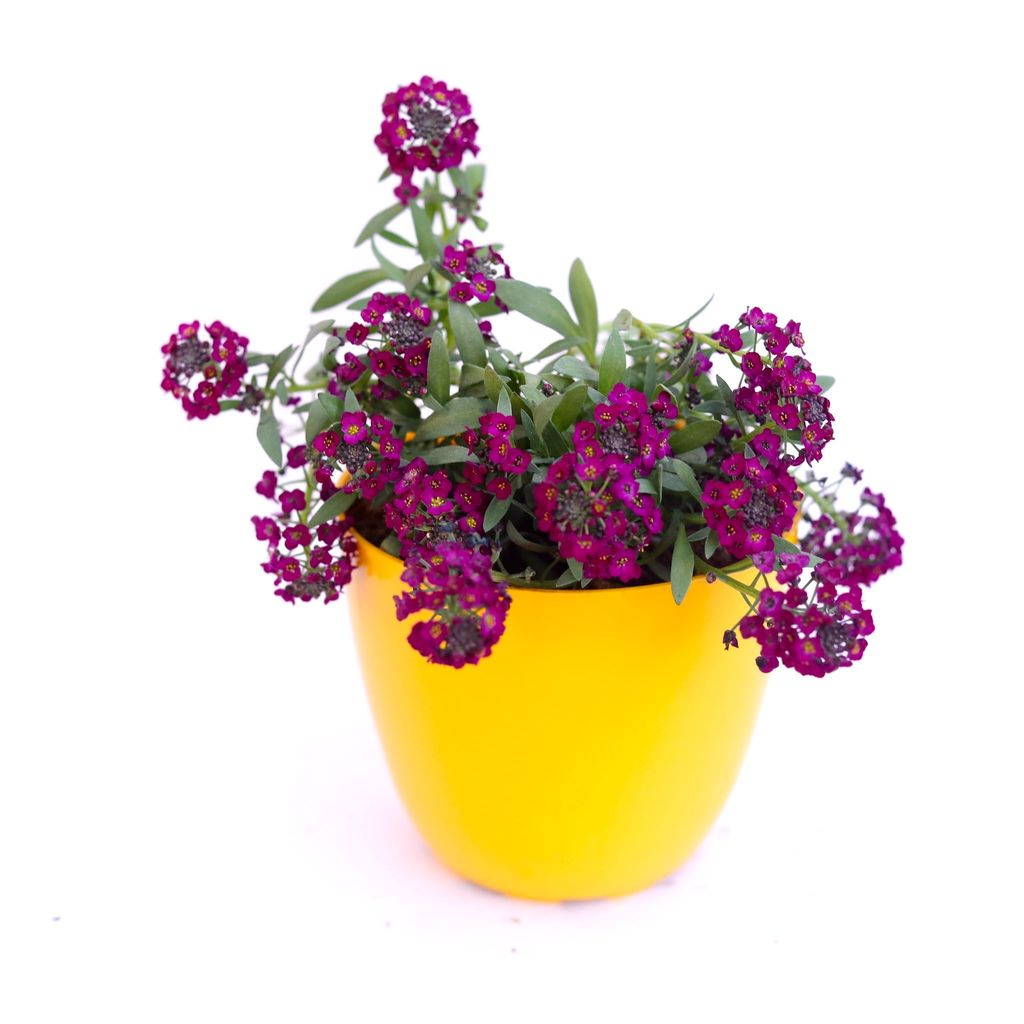 ATUL5853 - Alyssum Purple in 6 Inch Yellow Premium Orchid Round Plastic Pot