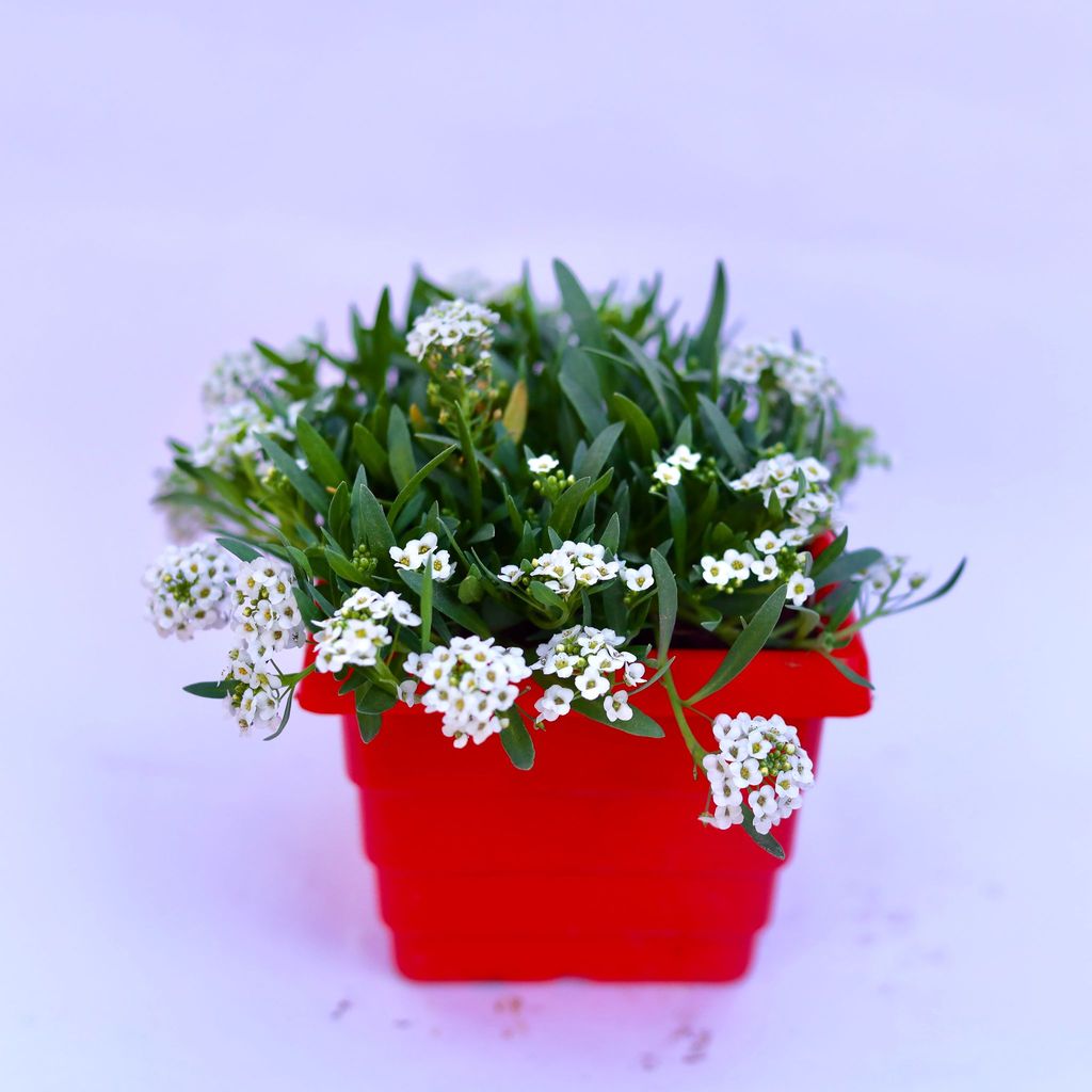 ATUL5856 - Alyssum White in 4 Inch Red Premium Orchid Square Plastic Pot