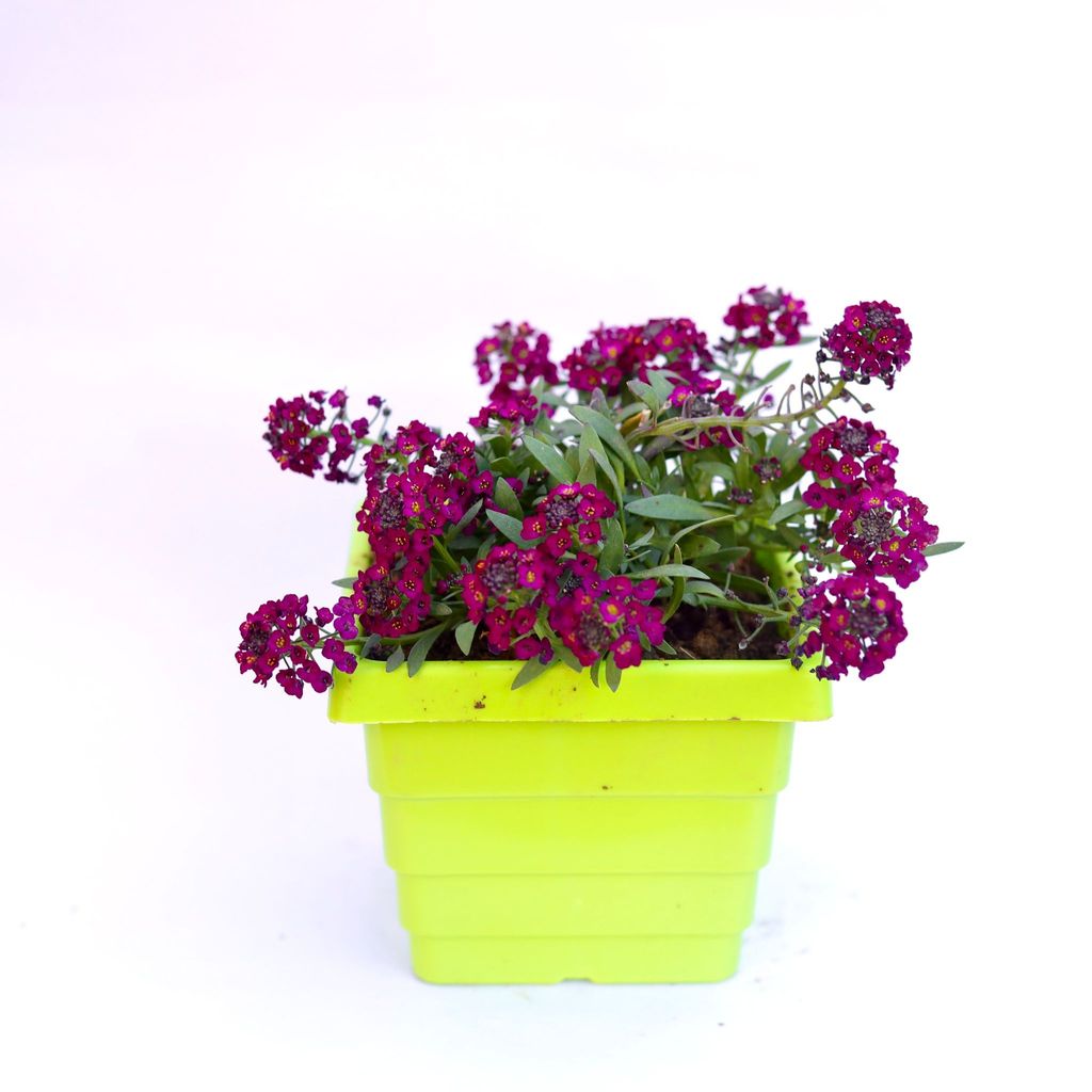 ATUL5857 - Alyssum Purple in 4 Inch Green Premium Orchid Square Plastic Pot