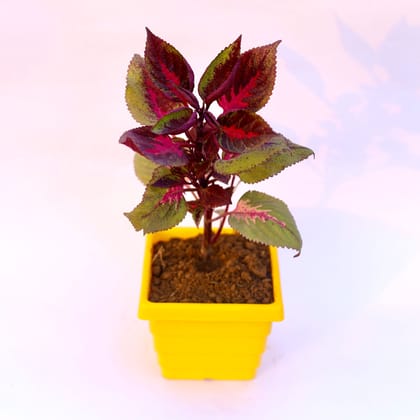 Buy Coleus Red (any design) in 6 Inch Yellow Premium Orchid Square Plastic Pot Online | Urvann.com