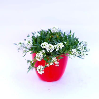 Buy Alyssum White in 6 Inch Red Premium Orchid Round Plastic Pot Online | Urvann.com