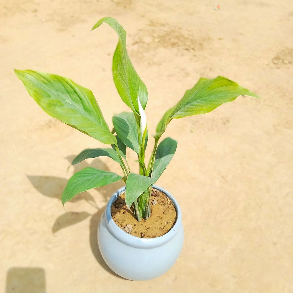 ATUL4866 - Peace Lily in 7 inch White Matki Designer Ceramic Pot (any design)