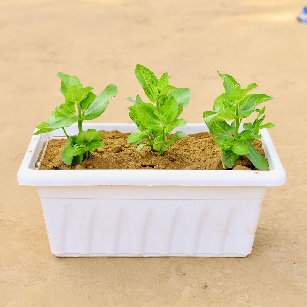 ATUL4870 - Three Zinnia (any colour) in 17 Inch White Premium Supreme Window Plastic Planter