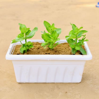 Buy Three Zinnia (any colour) in 17 inch Classy White Window Plastic Planter Online | Urvann.com