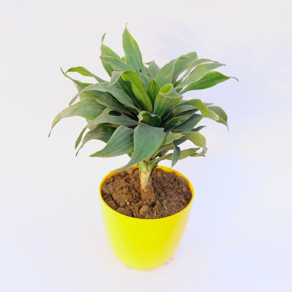 ATUL5899 - Dracaena Compacta in 4 Inch Yellow Premium Orchid Round Plastic Pot