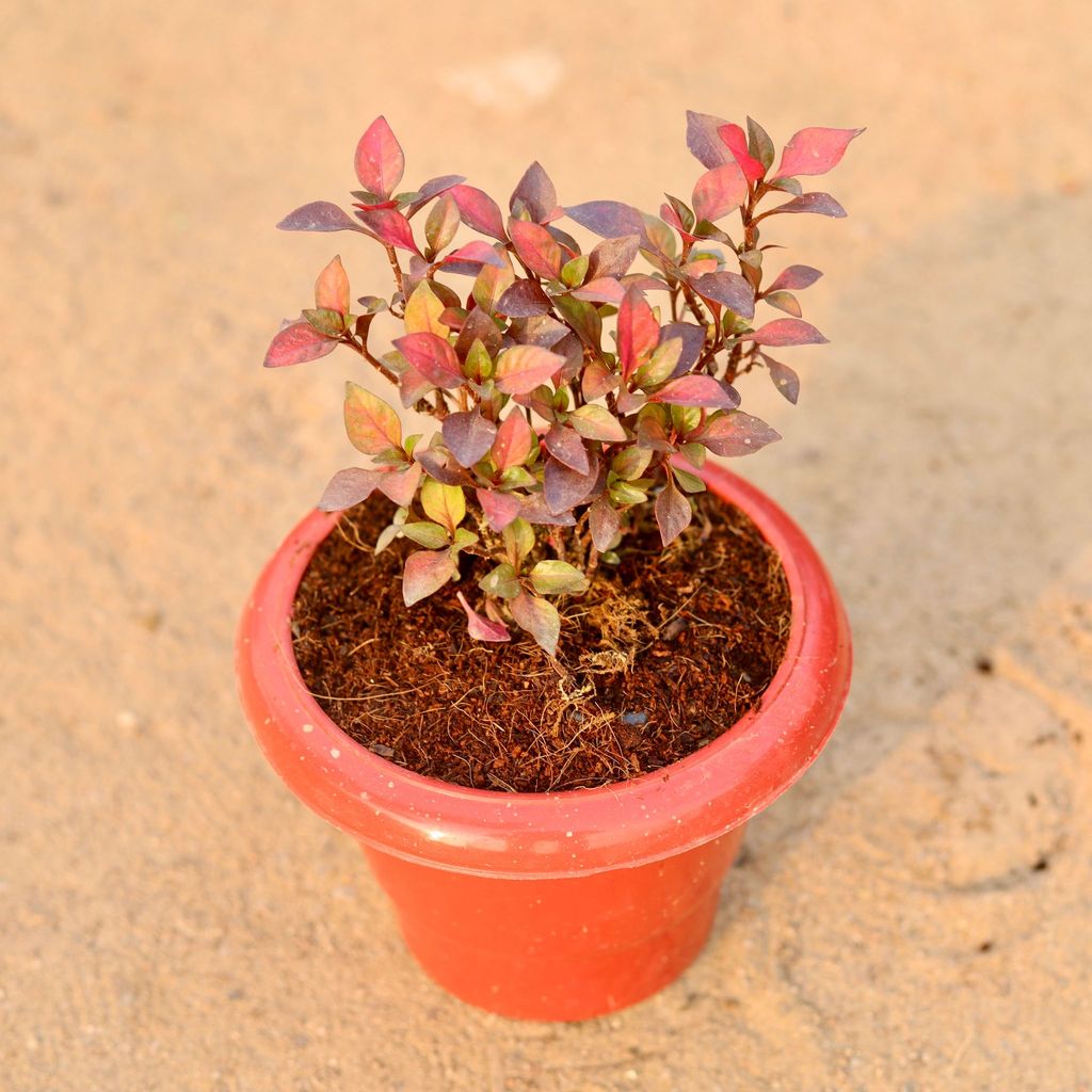 ATUL8406 - Alternanthera Red Hybrid in 6 Inch Classy Red Plastic Pot