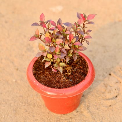 Buy Alternanthera Red Hybrid in 6 Inch Classy Red Plastic Pot Online | Urvann.com