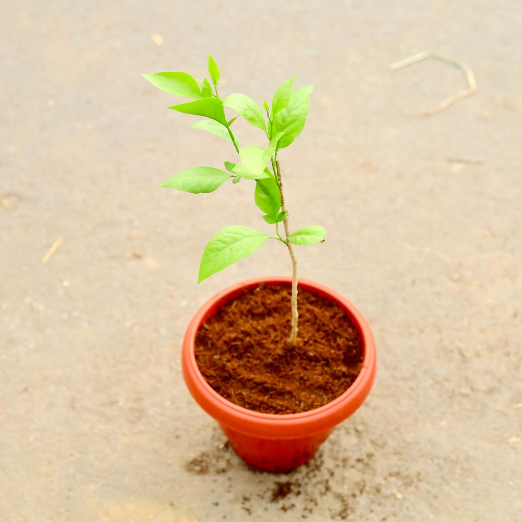 ATUL4709 - Bel Patra in 8 Inch Classy Red Plastic Pot