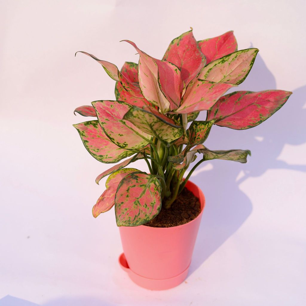 ATUL3720 - Aglaonema Pink Dalmatian in 4 Inch Pink Florence Self Watering Pot