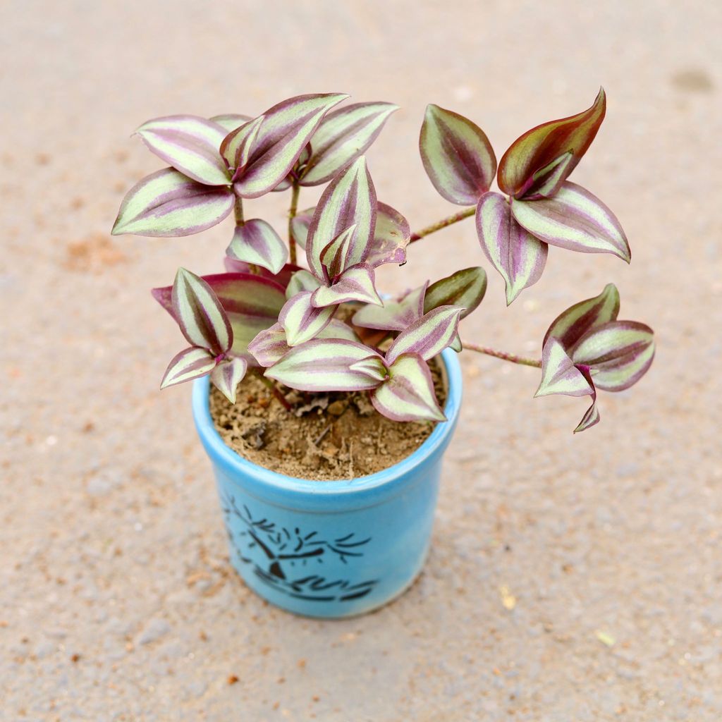 ATUL4718 - Wandering Jew in 4 inch Classy Cylindrical Ceramic Pot (any colour & design)