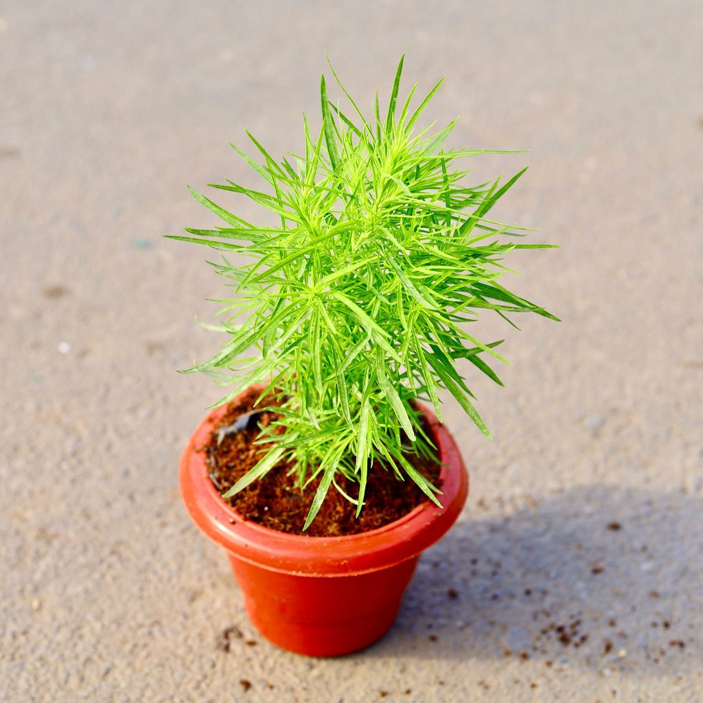 ATUL4721 - Kochia in 6 Inch Classy Red Plastic Pot