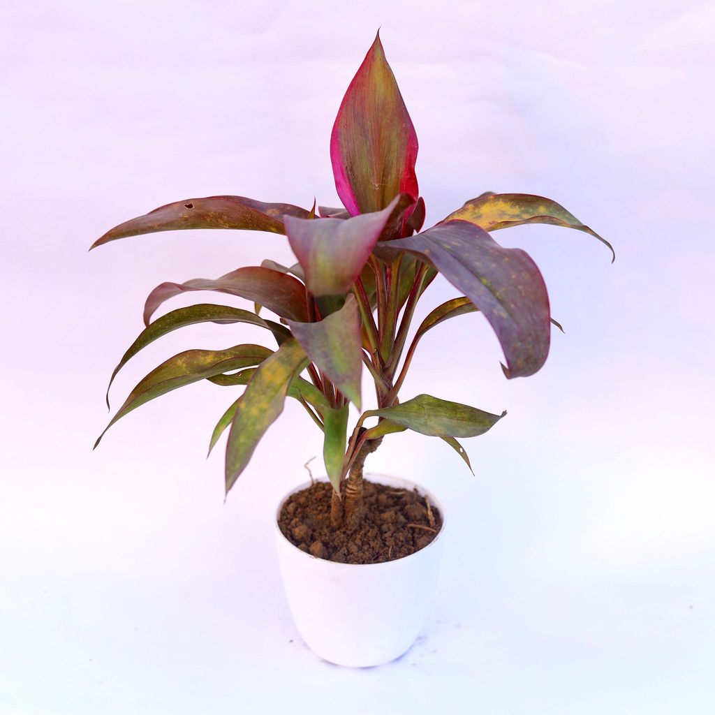 ATUL5724 - Dracaena Rosea in 4 Inch White Premium Orchid Round Plastic Pot