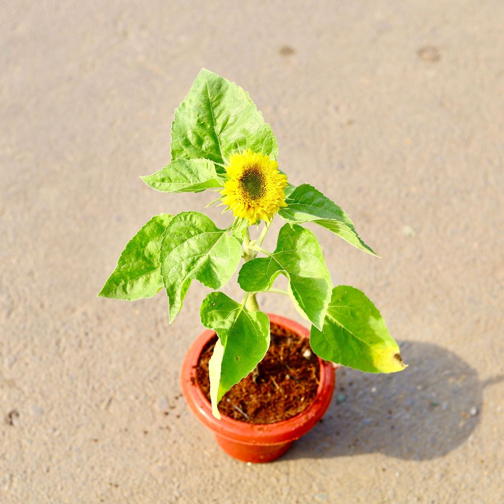 ATUL4723 - Sunflower (any colour) in 6 Inch Classy Red Plastic Pot