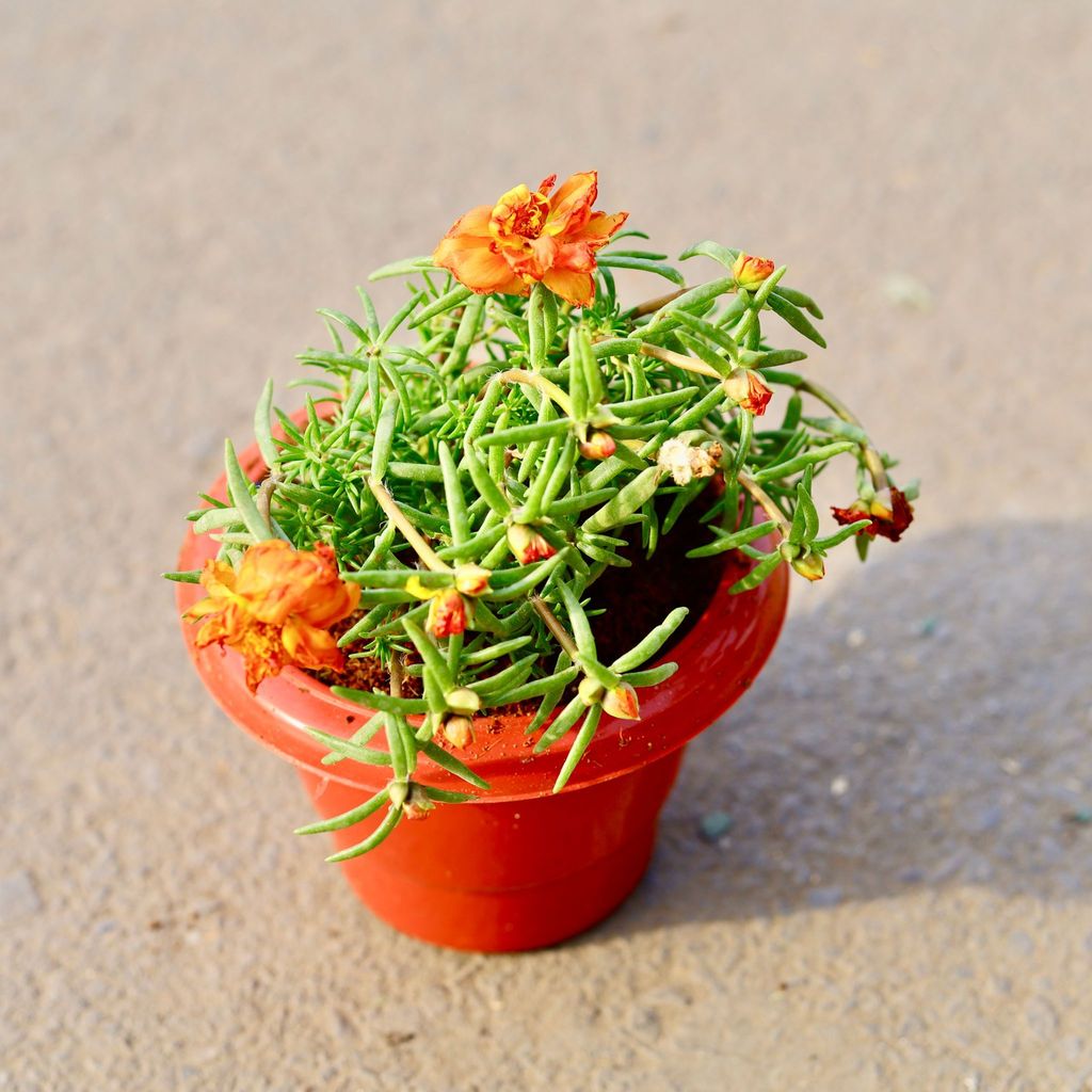 ATUL4725 - Portulaca Moss Rose (any colour) in 6 Inch Classy Red Plastic Pot