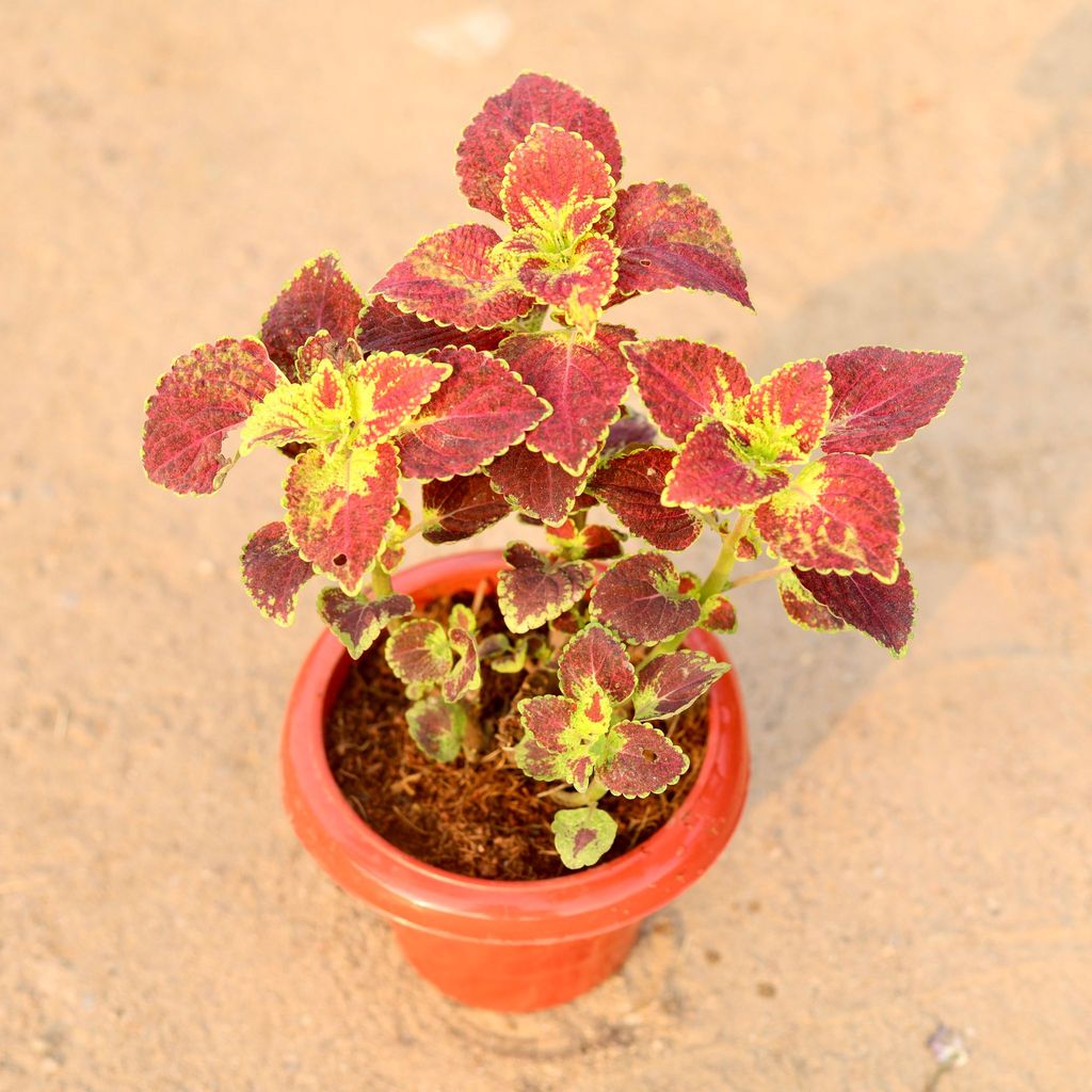 ATUL8427 - Coleus Brown / Red (any colour) in 6 Inch Classy Red Plastic Pot