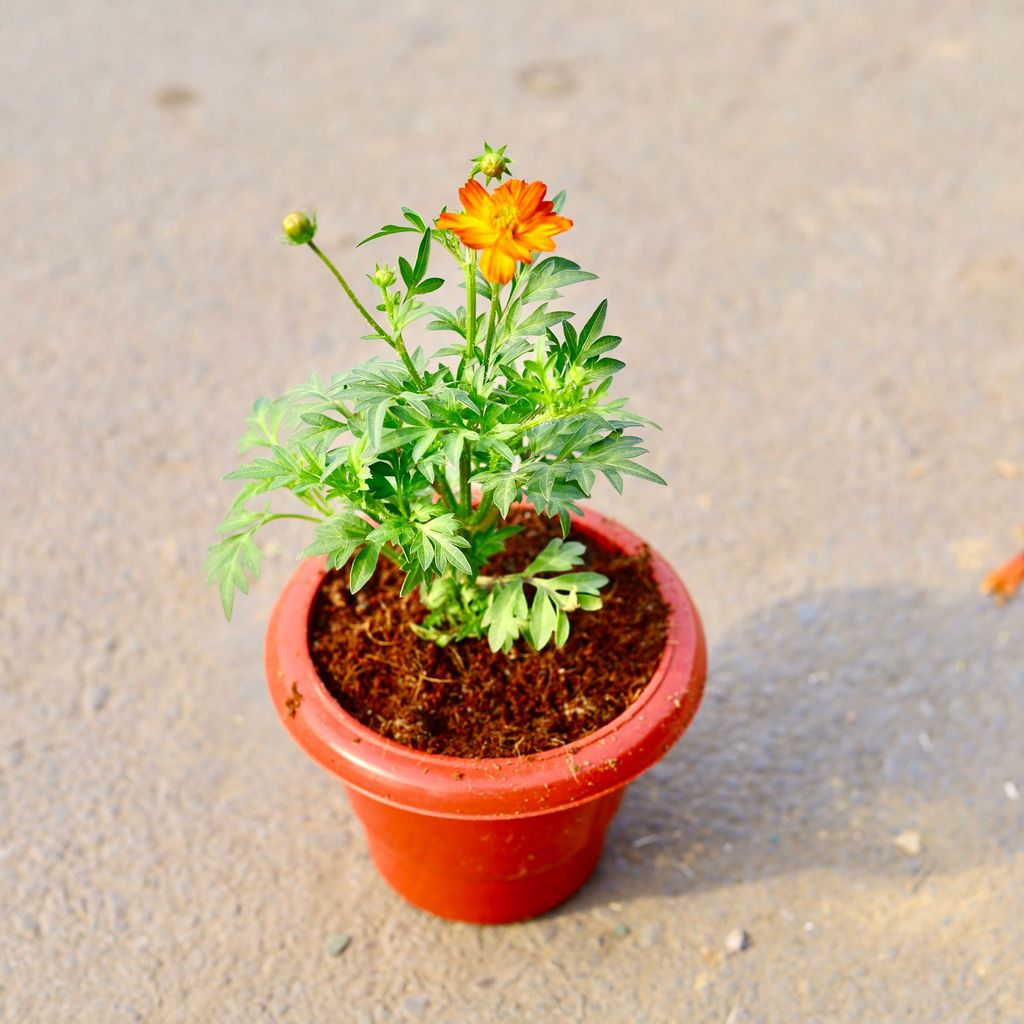 ATUL4726 - Cosmos (any colour) in 6 Inch Classy Red Plastic Pot