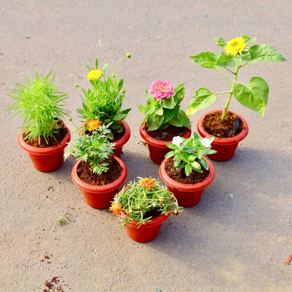 ATUL4732 - Summer Flowering Special - Set of 7 - Cosmos,Portulaca Moss Rose, Tickseed, Sunflower, Periwinkle / Sadabahar, Kochia & Zinnia (any colour) in 6 inch Classy Red Plastic Pot