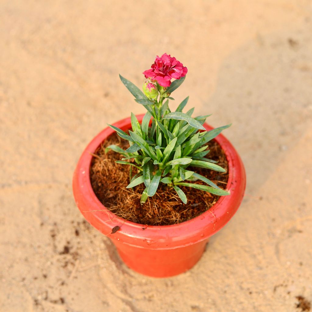 ATUL8453 - Carnation (any colour) in 6 Inch Classy Red Plastic Pot