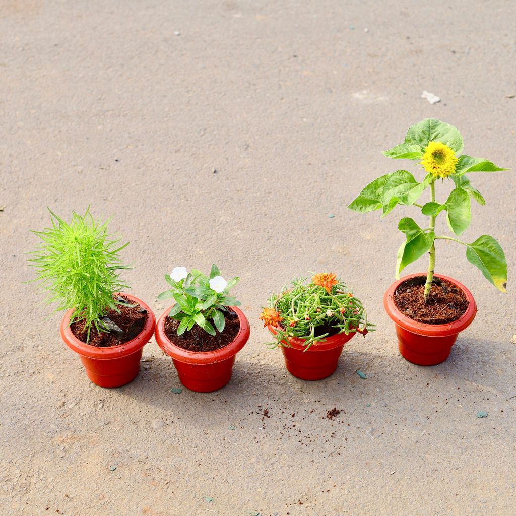 ATUL4752 - Set of 4 - Kochia ,Sadabahar, Portulaca Moss rose & Sunflower (any colour) in 6 inch Classy Red Plastic Pot